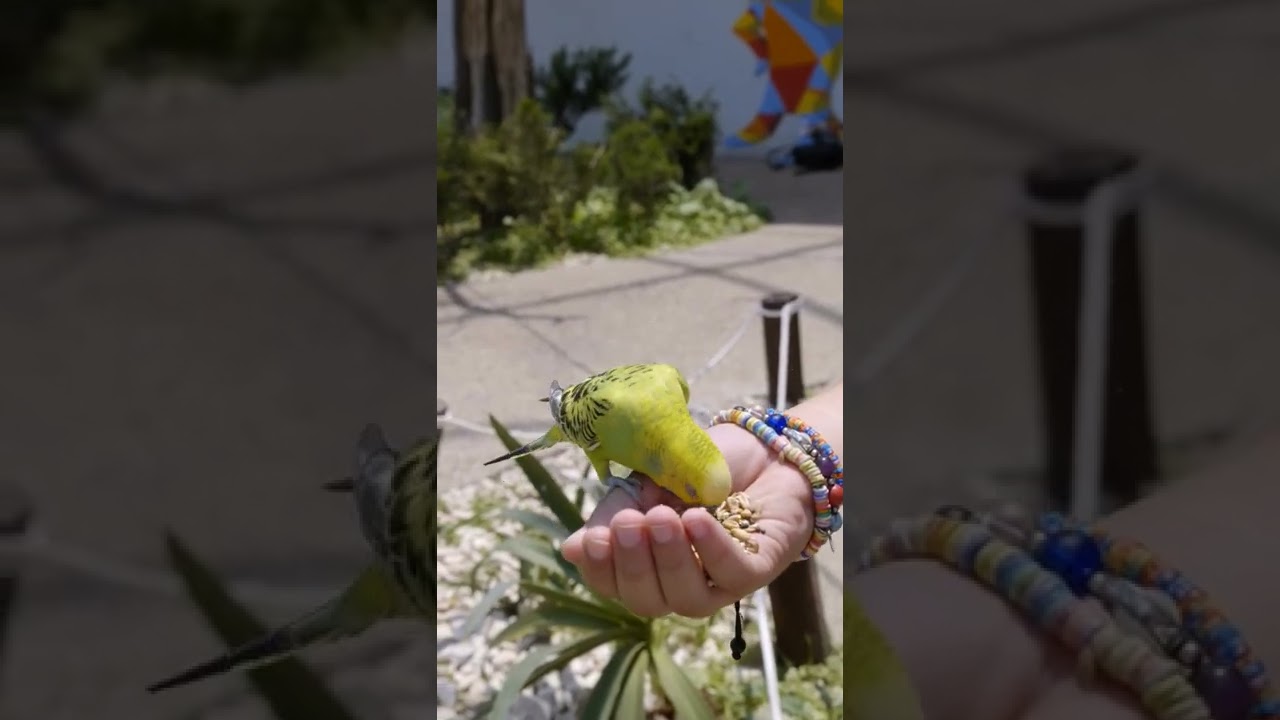 #shorts birds lover's ❤❤❤❤❤❤❤❤❤❤❤❤