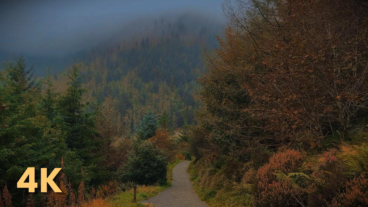 Misty Autumn Forest Walk🕯️🍂 Narnia's Inspiration (Cloughmore Stone, Ireland) | 4K Nature Ambience