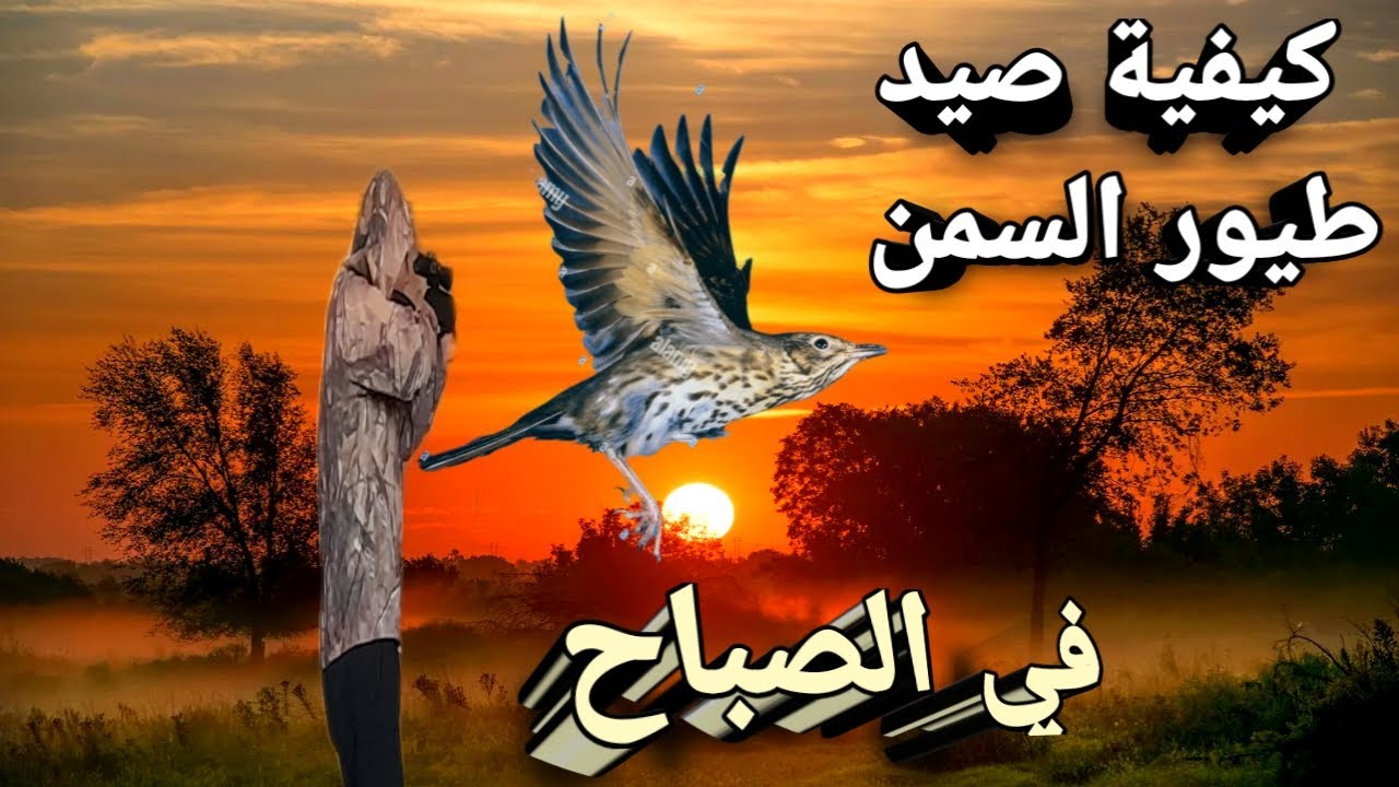 كيفية صيد طيور السمن في الصباح 2022