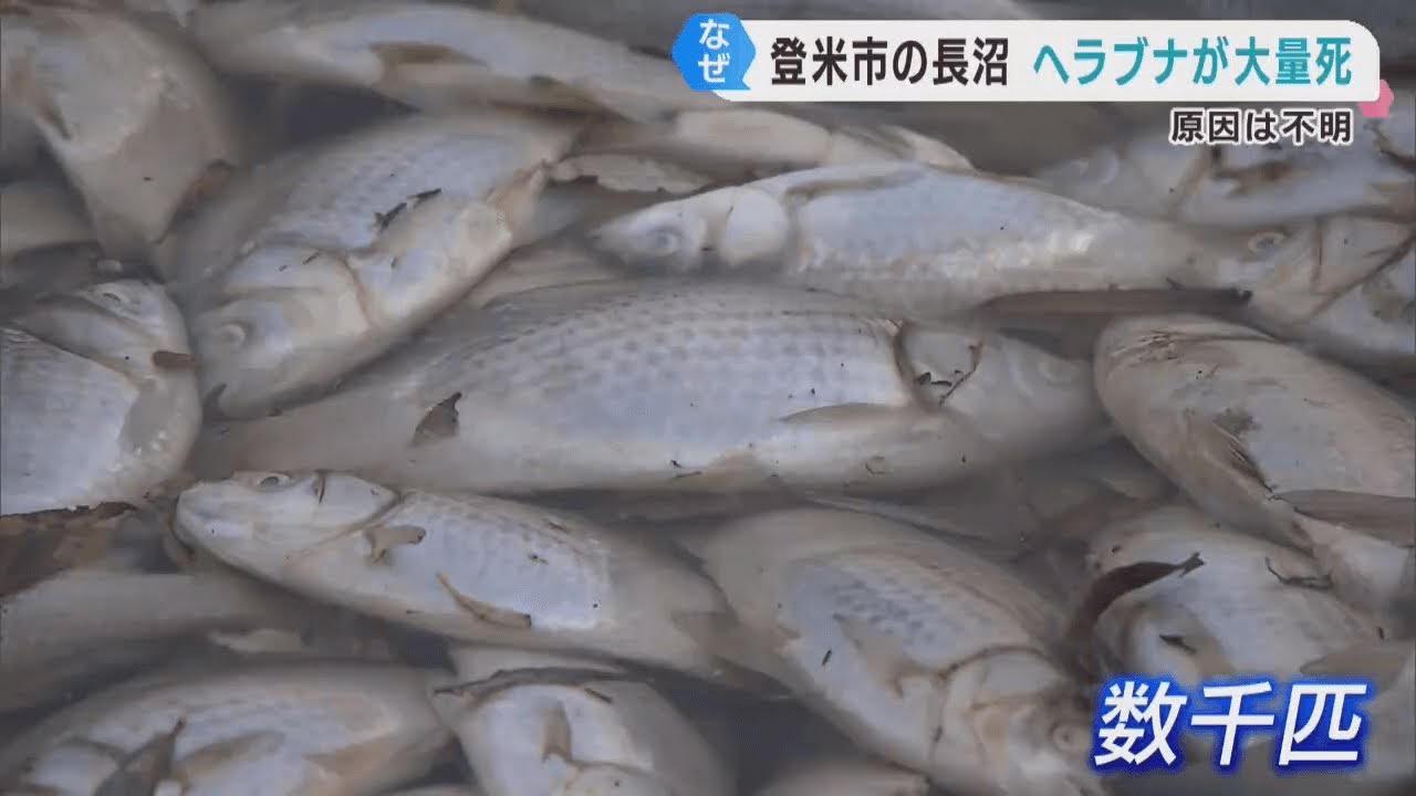 ヘラブナが大量死　詳しい原因は分からず　宮城・登米市の長沼