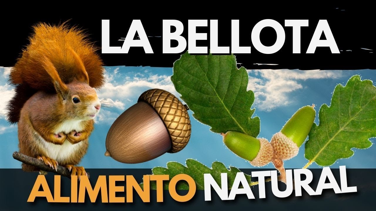 Uso de las bellotas, Robles, encinas, quejigos, melojos... Quercus, Plantas silvestres comestibles