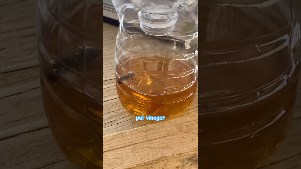 Homemade DIY fly trap ￼