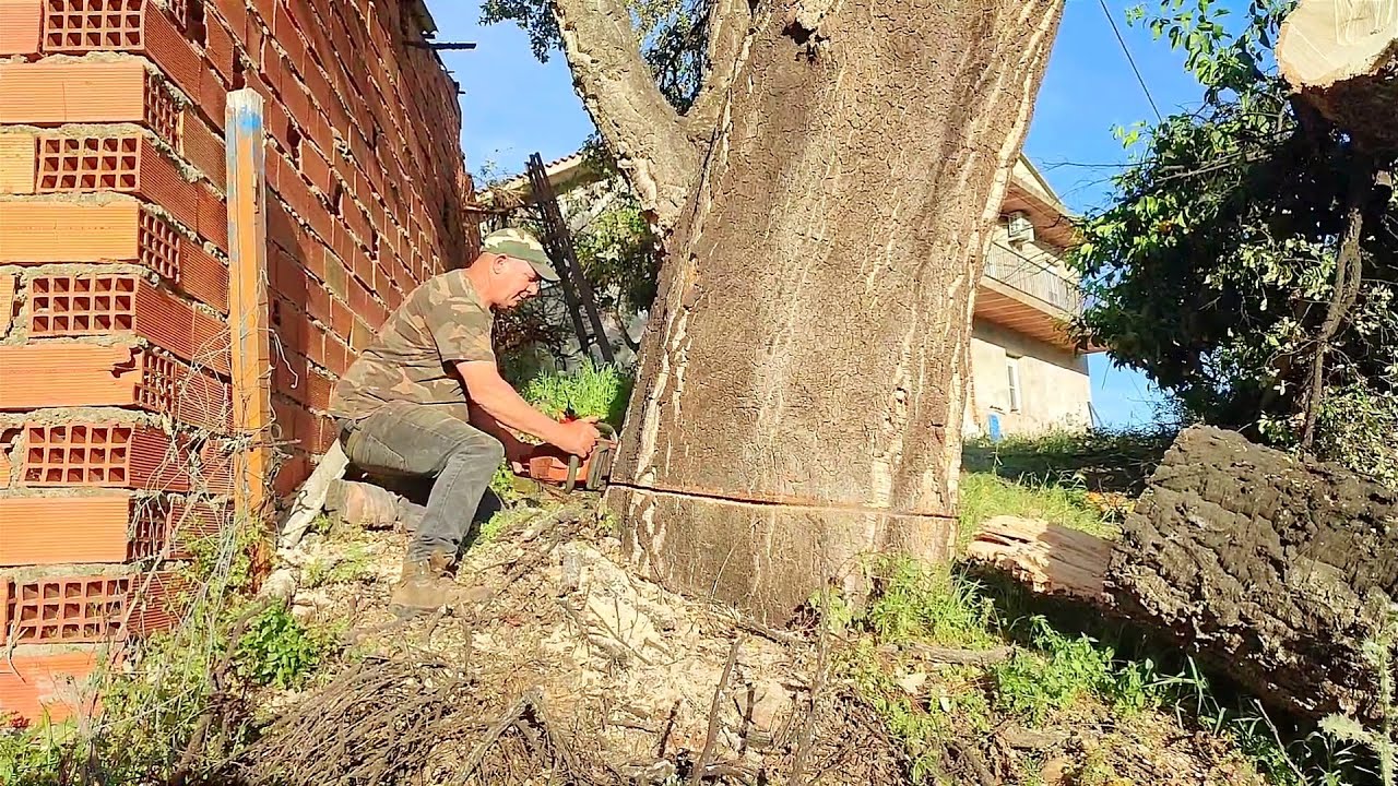 Talando el alcornoque, a ver cómo me las apaño