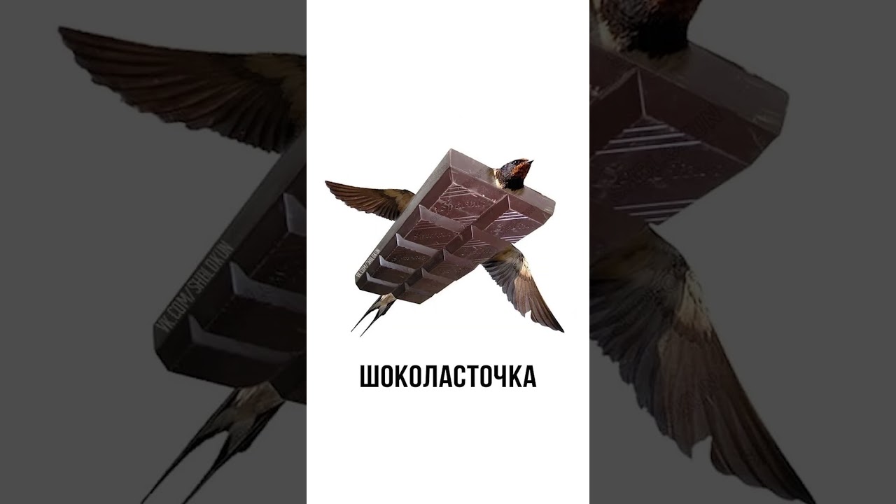 Мем про необычных животных