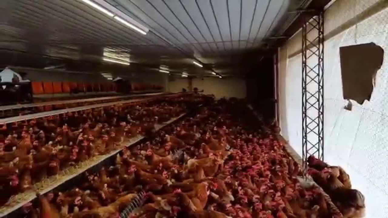 Huevos oros