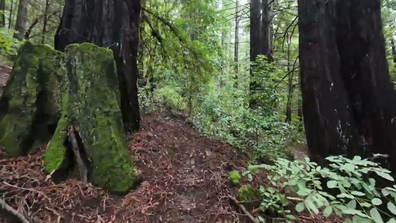 A Special place in the woods...Dropville