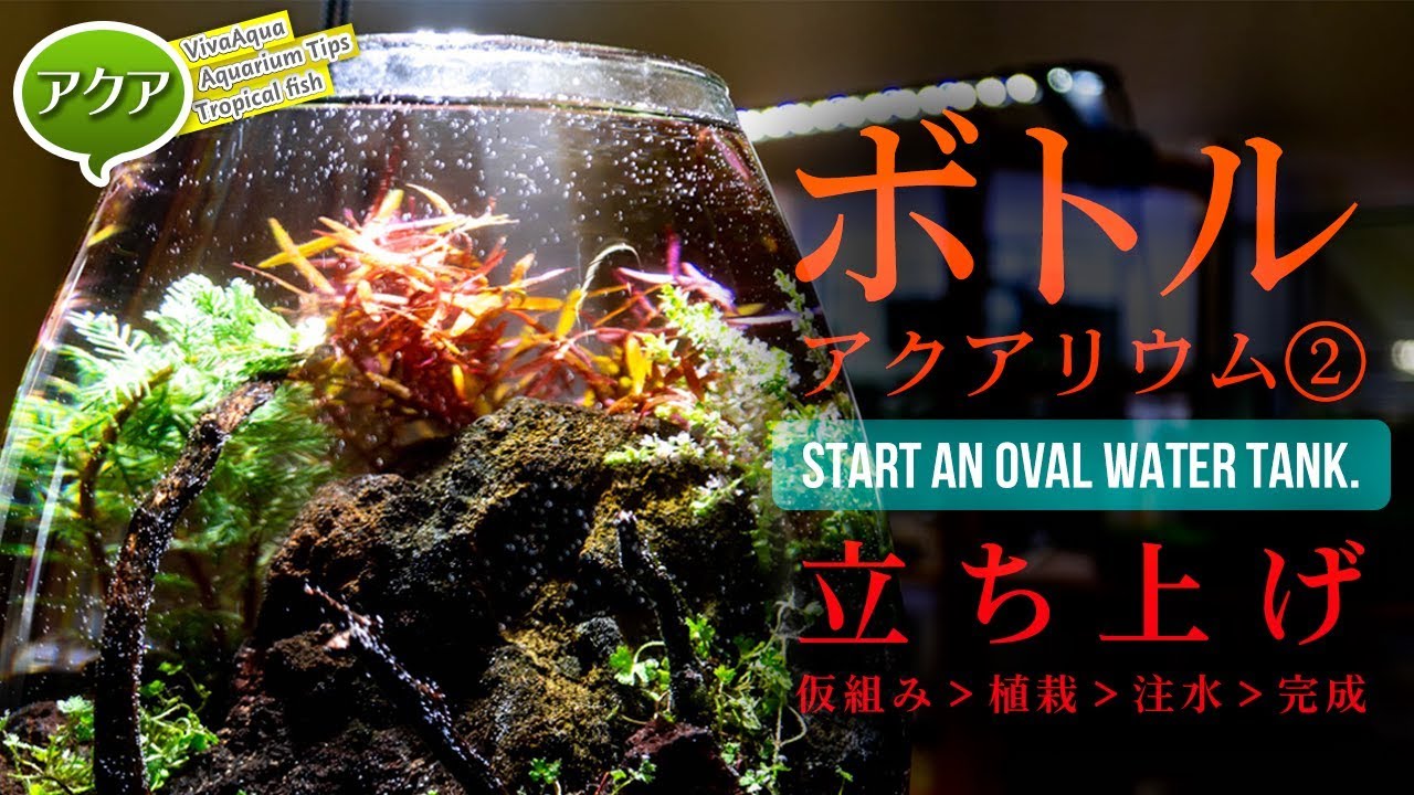 #小型水槽 ボトルアクアリウムはじめます②立ち上げ完成編 #オーバル水槽 【ビバアクア】