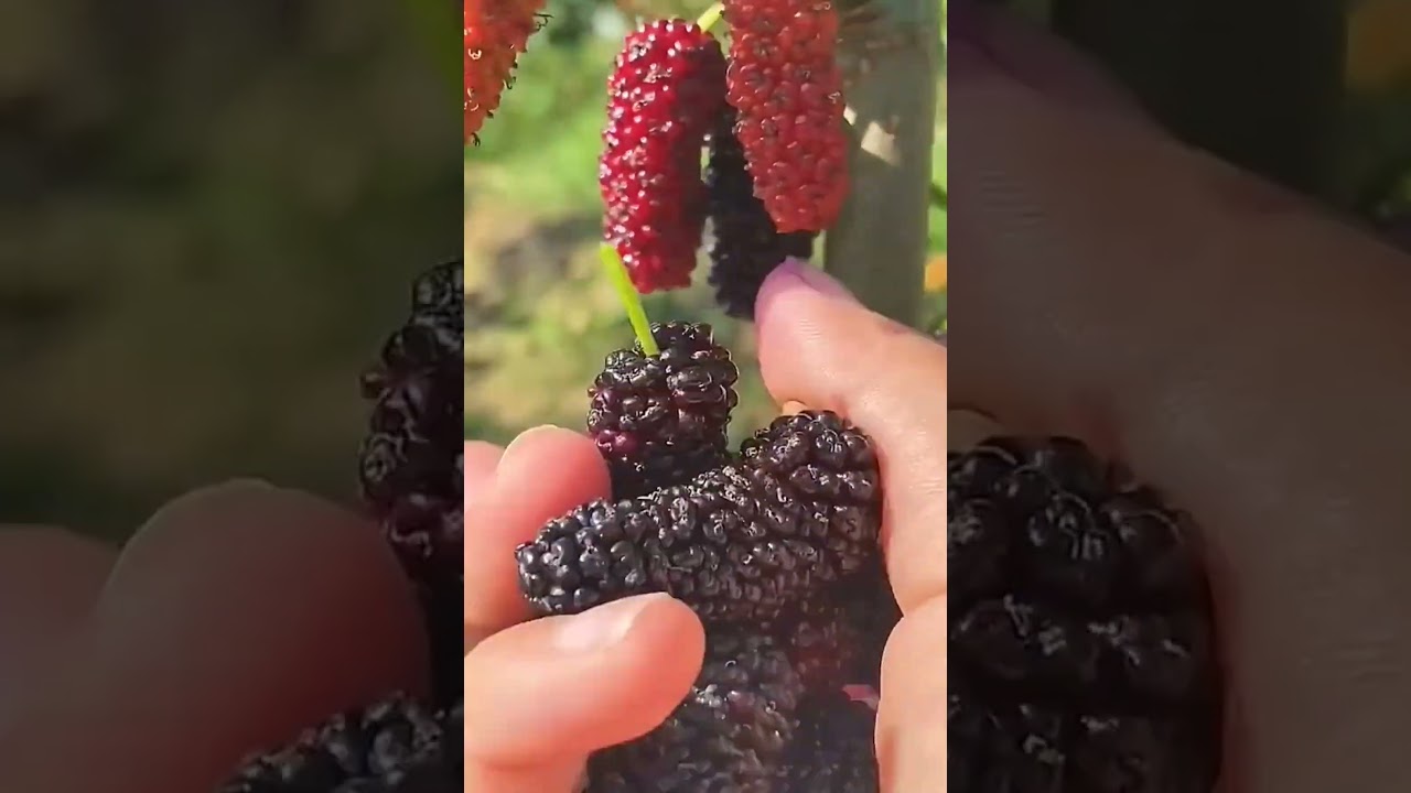 What Do You Call Mulberry In Your Language #satisfying #short