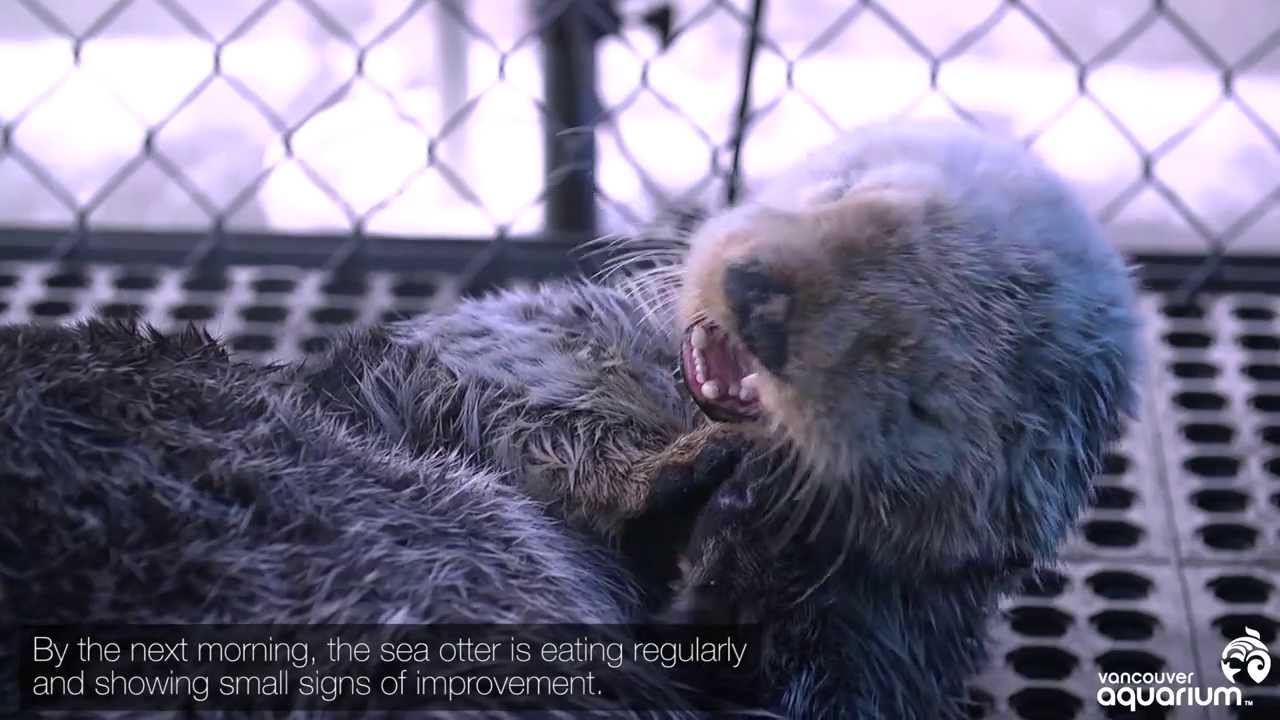 Sea Otter Found Near Death On Beach Rescued