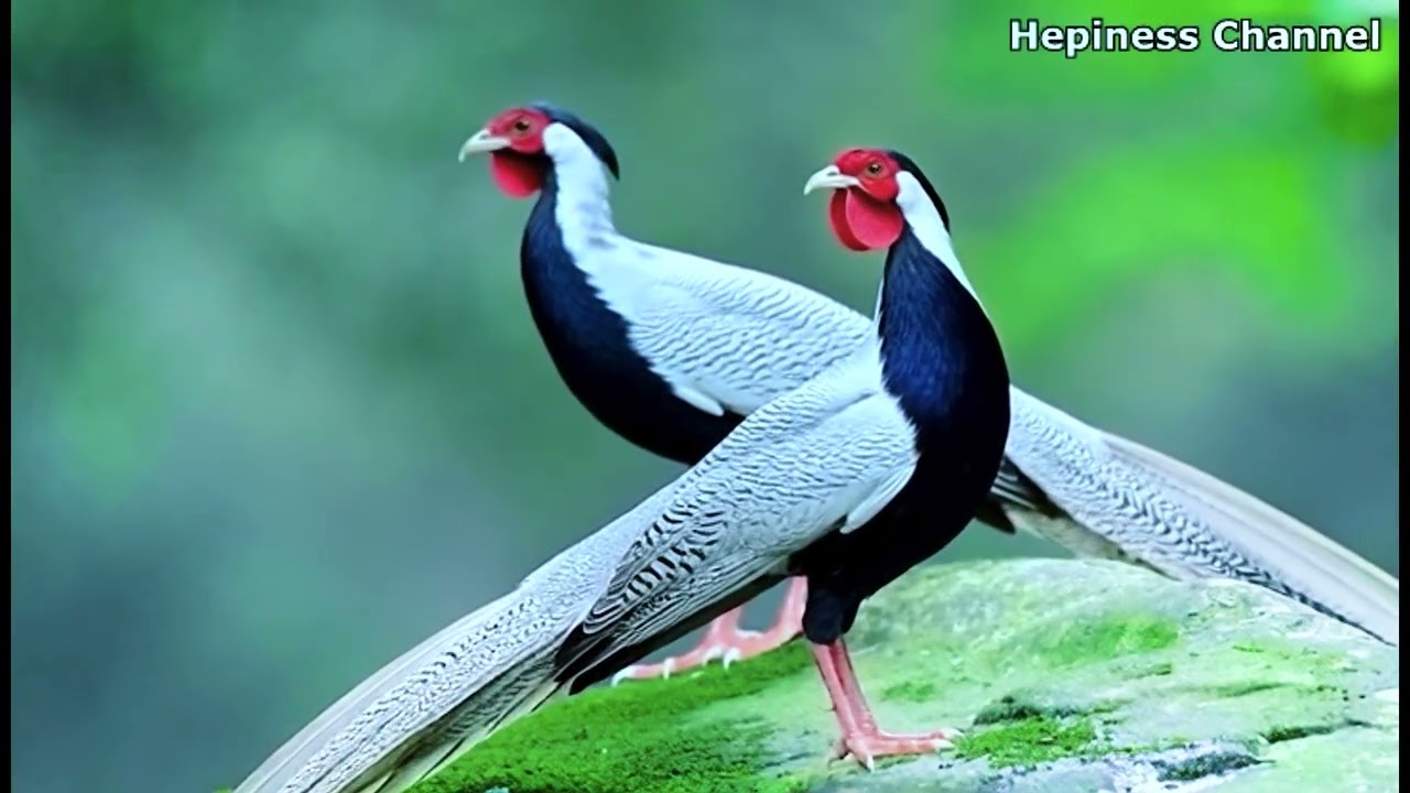 银鸡的漂亮没有谁比上 - No one can compare to the beauty of the silver rooster.