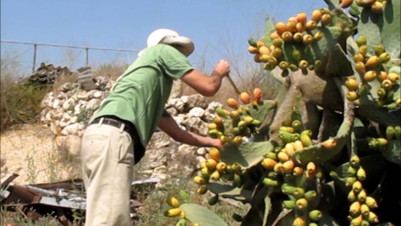 לקטוף סברס בלי להדקר ובלי להסתבך - המרכז לרפואת הרמב