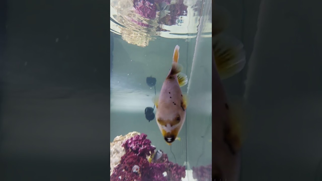 Puffer Fish