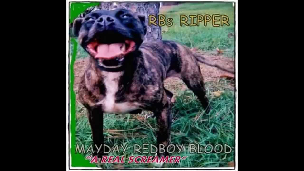 ### My Pitbulls and Bull Terriers ###