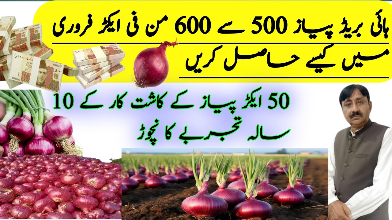 Hybrid Onion Farming || 10 year Onion Farming  Experience.