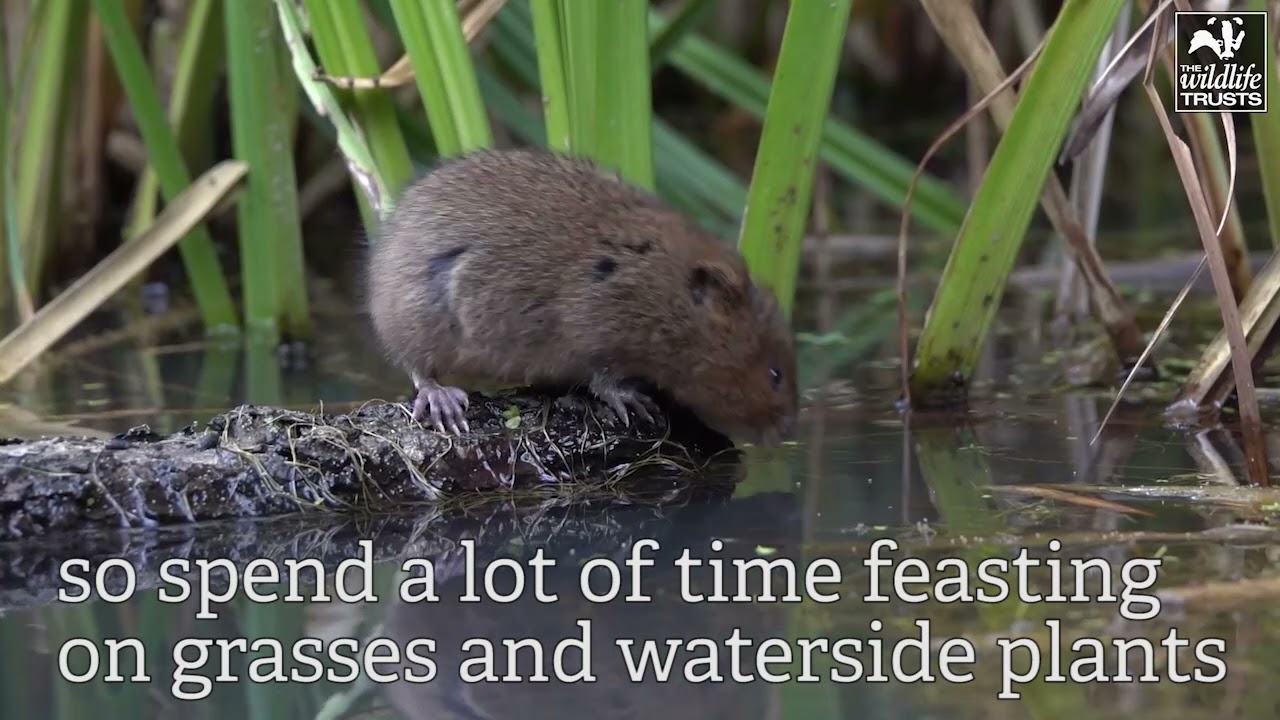 Water voles