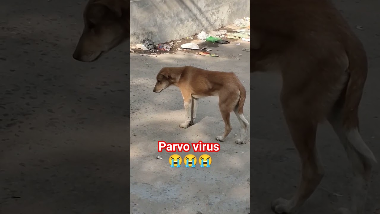 street puppy suffering from parvo virus #parvovirus #puppy #streetdog #dog #doglover #care