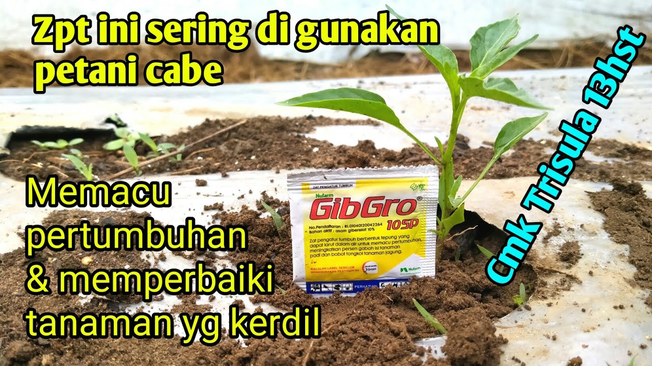 zpt untuk  mempercepat pertumbuhan tanaman cabe