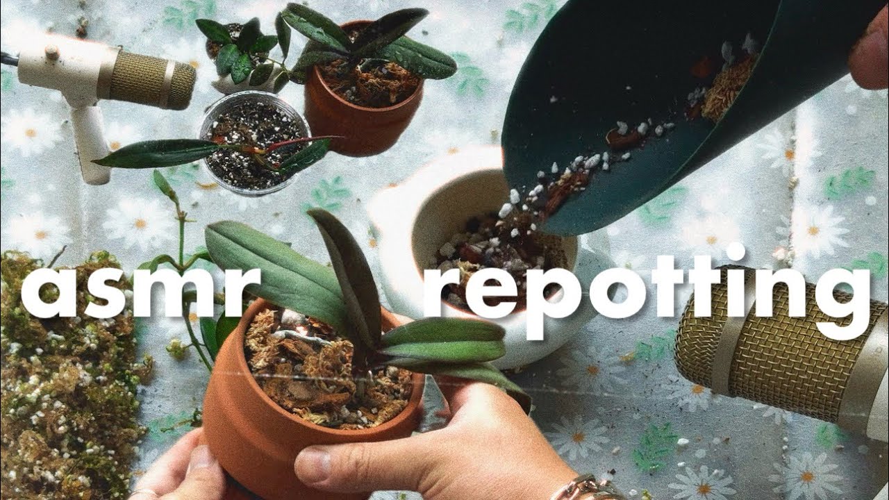 ASMR Repotting | nature, houseplant tinkering, & daily life sounds