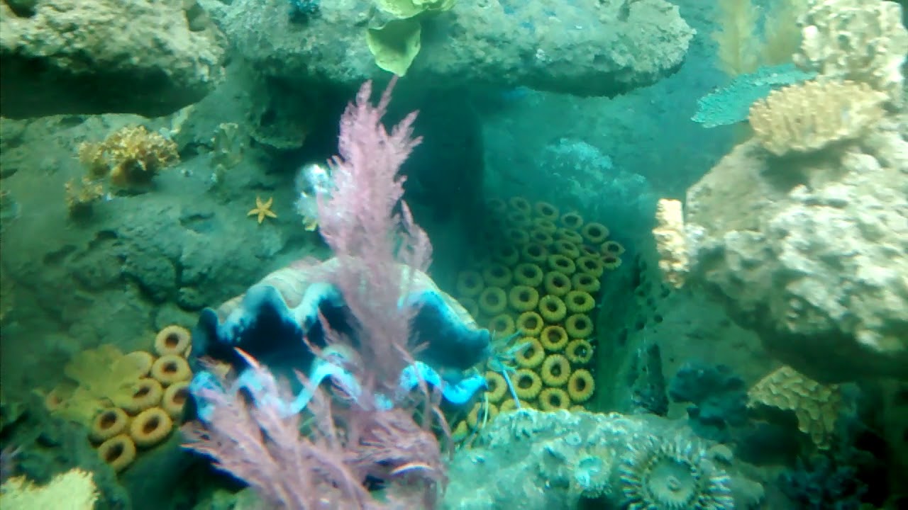 Finding Nemo Submarine Ride