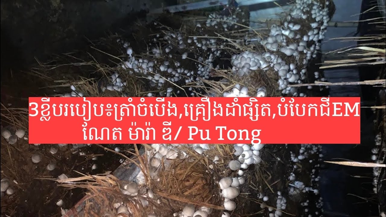3ក្បាច់នេះបងប្អូនដៃថ្មីហាមមើលរំលង #រៀនរកលុយ #រៀន​ដាំ​ផ្សិត #មេផ្សិត #កសិកម្ម #ផ្សិតចំបើង