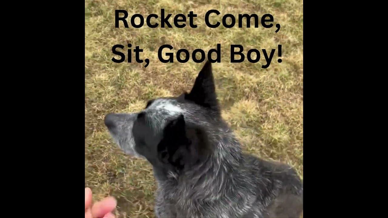 Pet Adoption League of Gem County video