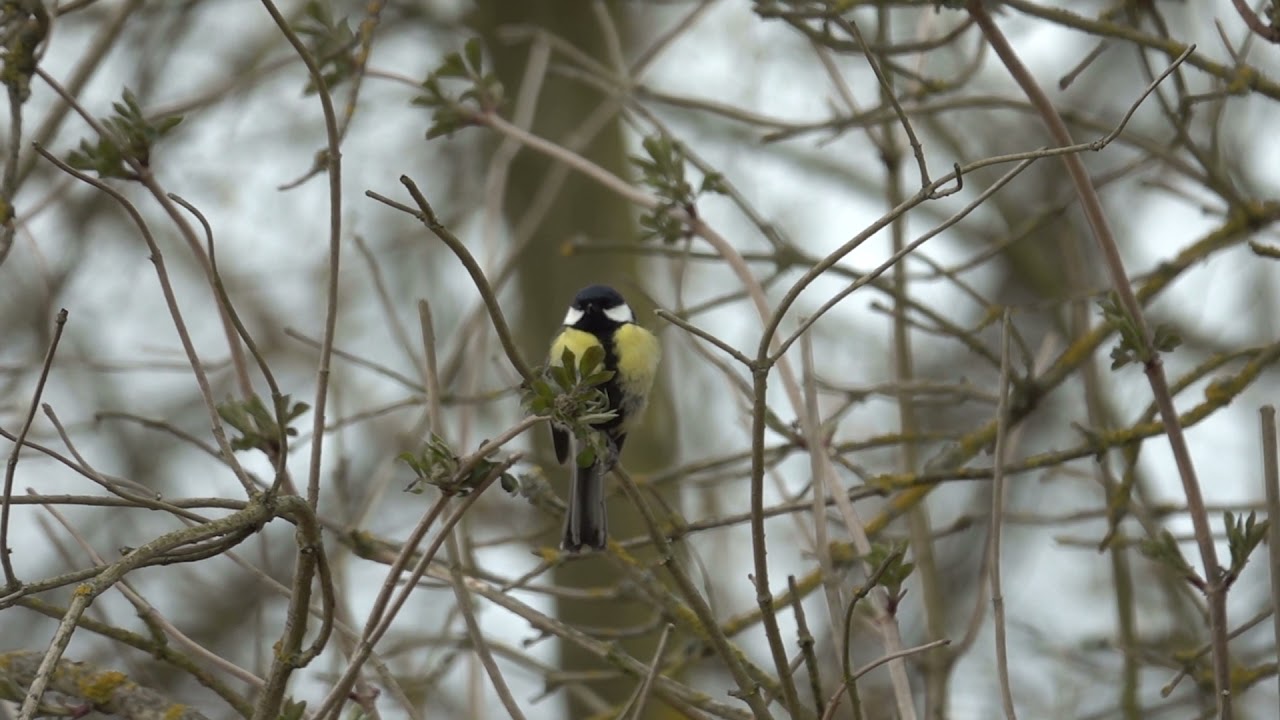 S&yacute;kora koňadra (Parus major) hlas