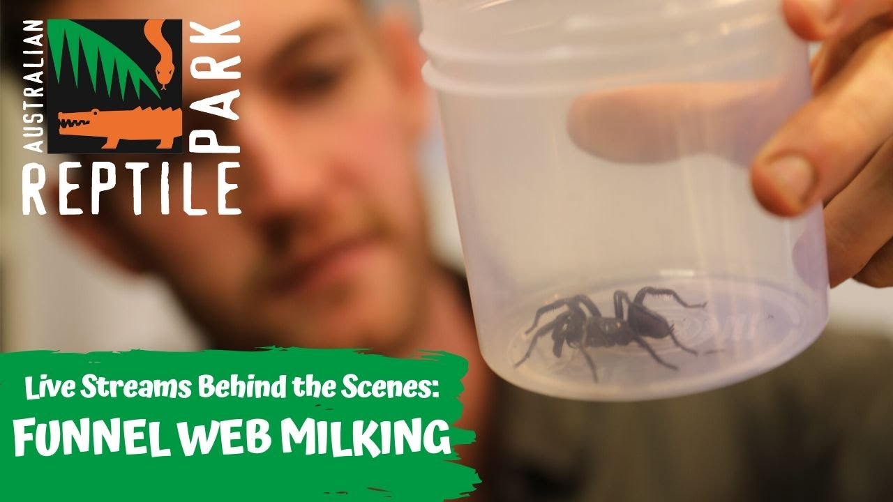 MILKING DEADLY FUNNEL WEB SPIDERS | AUSTRALIAN REPTILE PARK