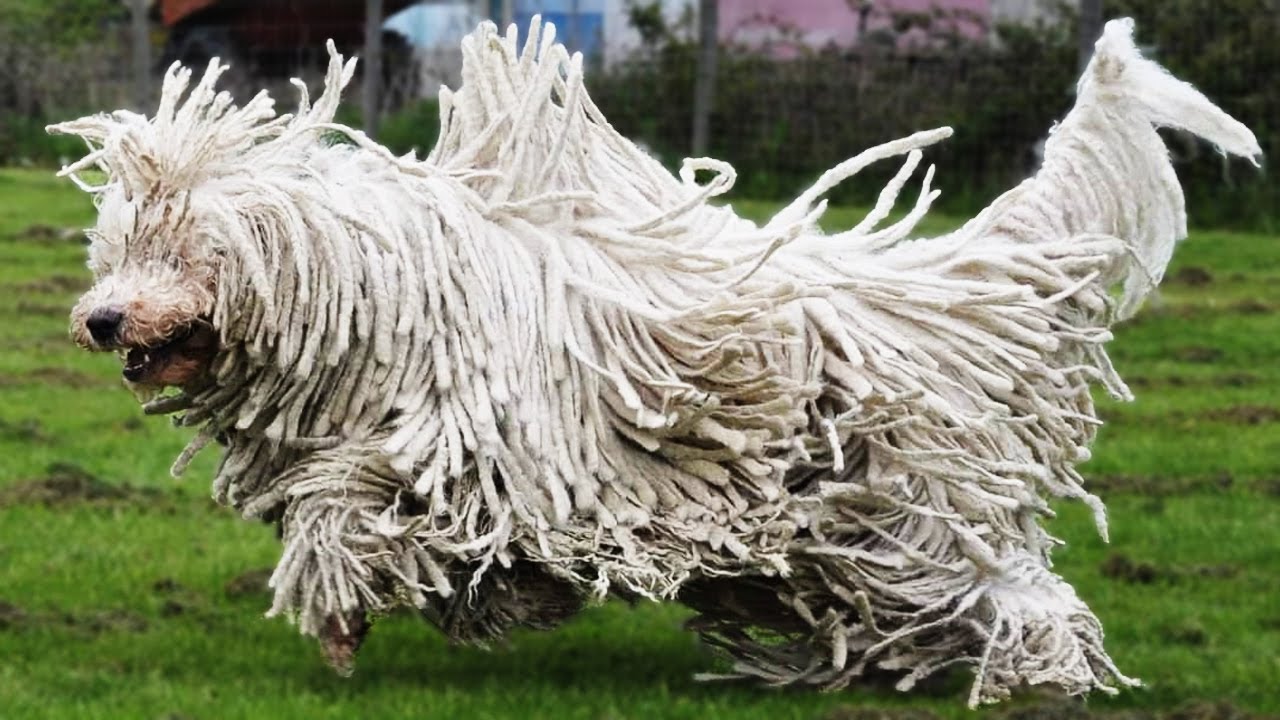 Best of Komondor  - An Athletic dog