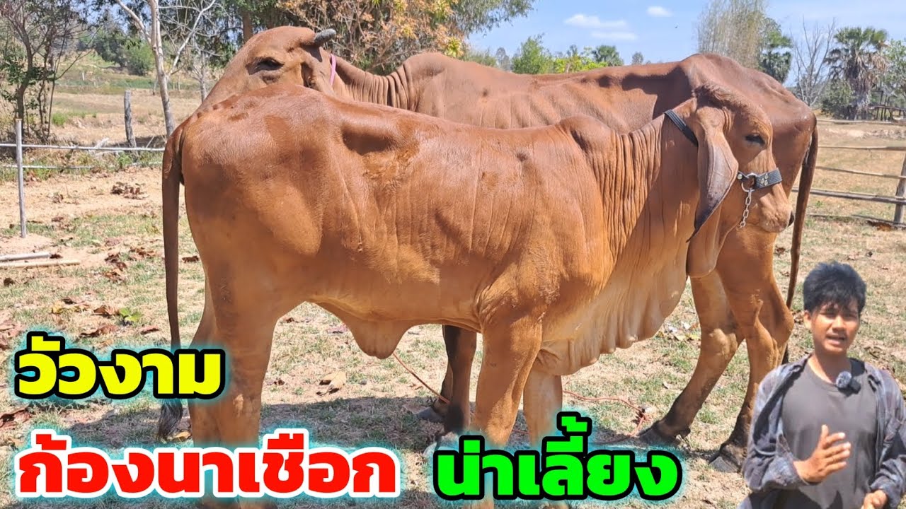 ก้องนาเชือก วัวงามน่าเลี้ยง คลิปเต็มไม่ตัดต่อ แจ่มทั้งชุด (080-2358286)