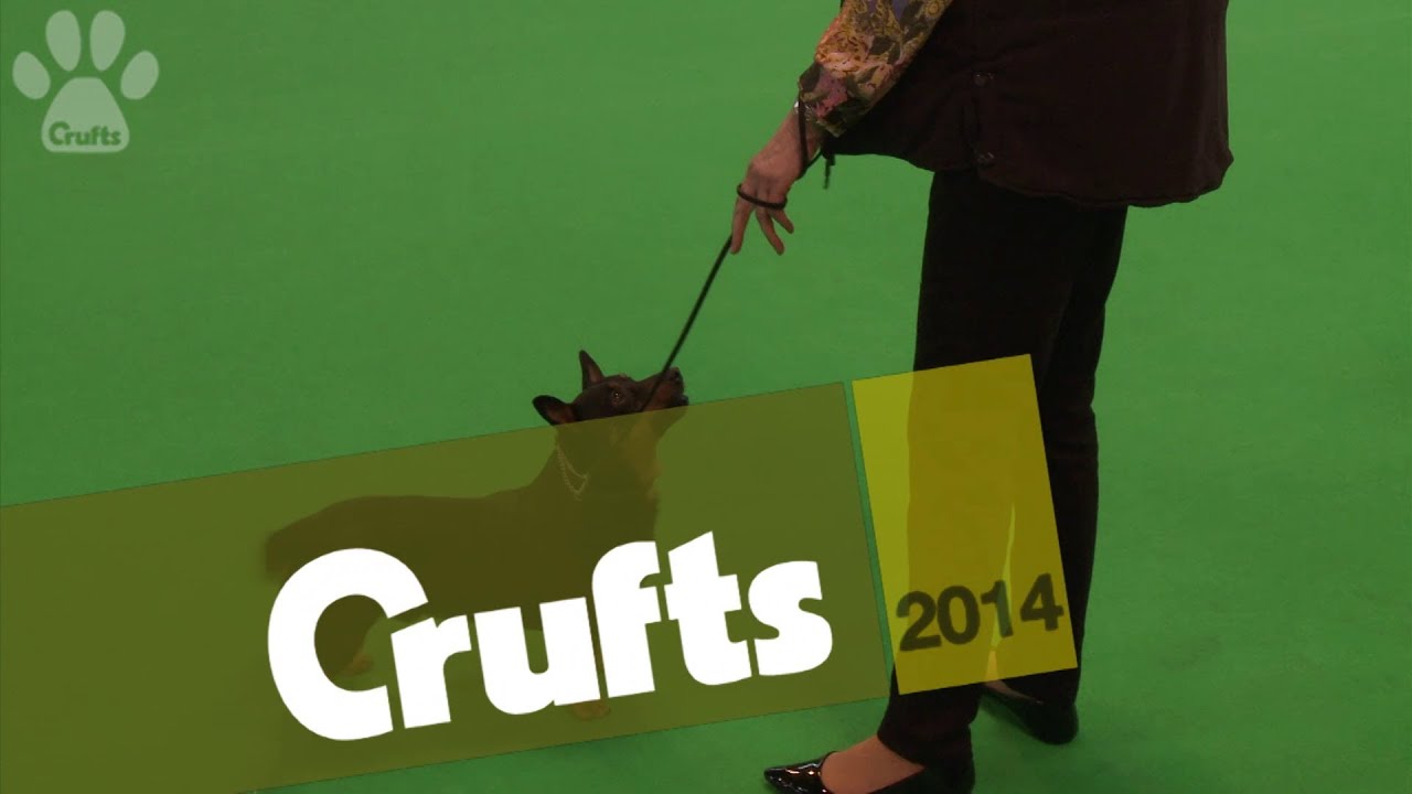 Vulnerable Native Breeds | Part 1 | Crufts 2014