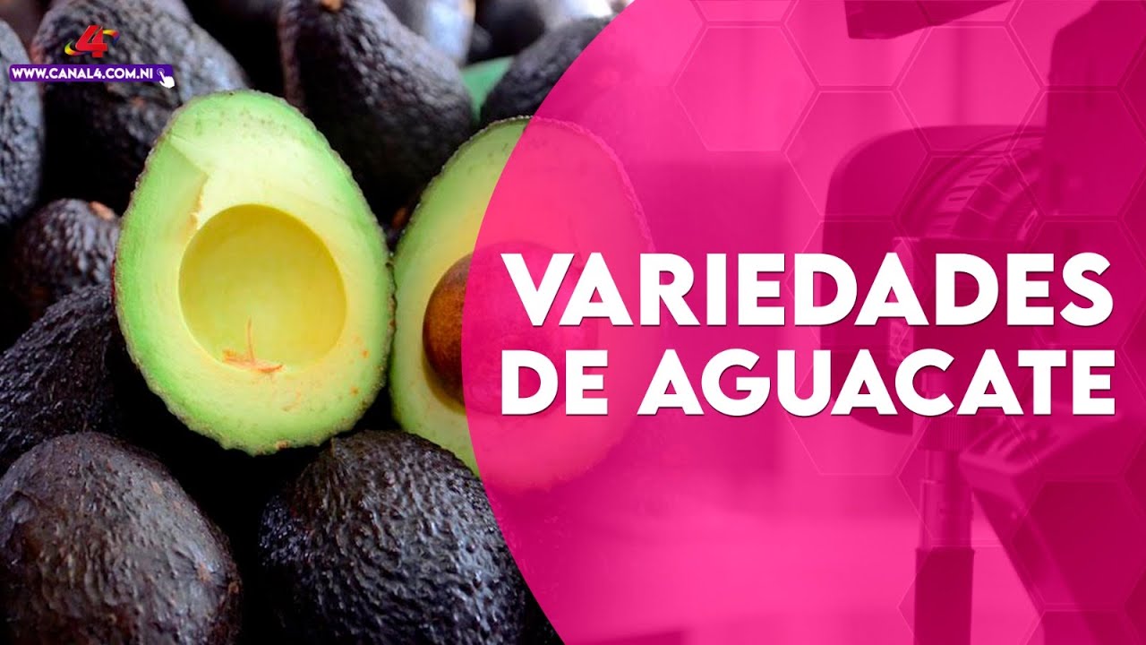 Productores de Jinotepe cosechan nuevas variedades de Aguacate