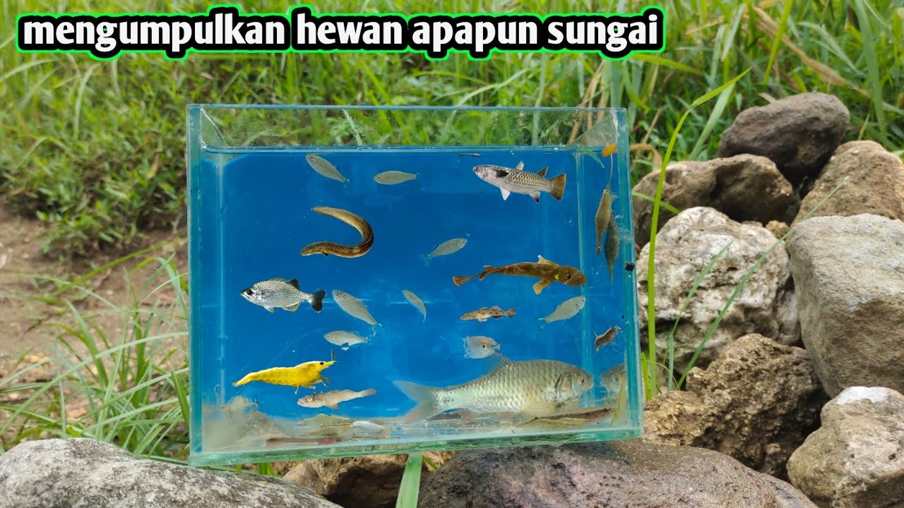 Mengumpulkan hewan apapun di sungai ada mahkluk kecil lucu