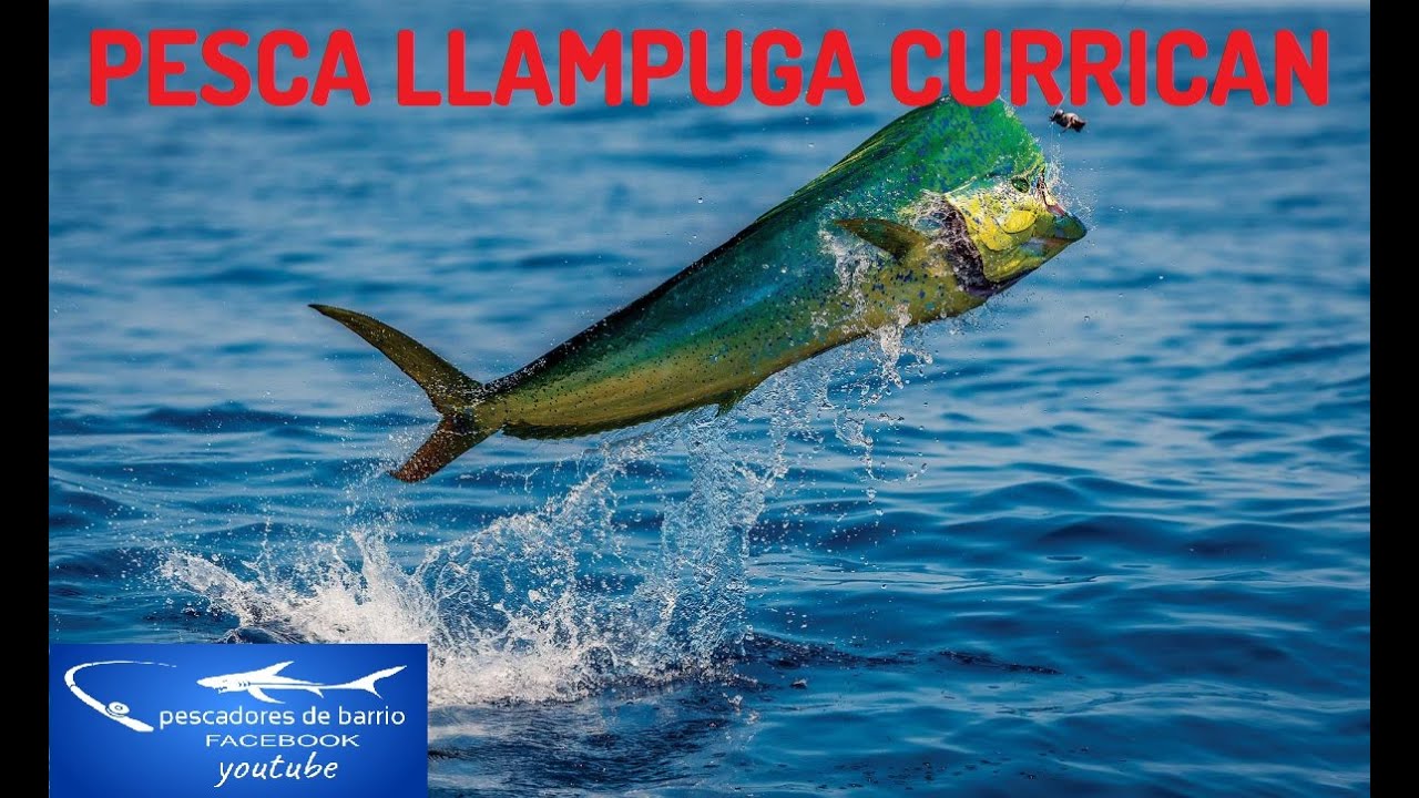 PESCA LLAMPUGA CURRICAN