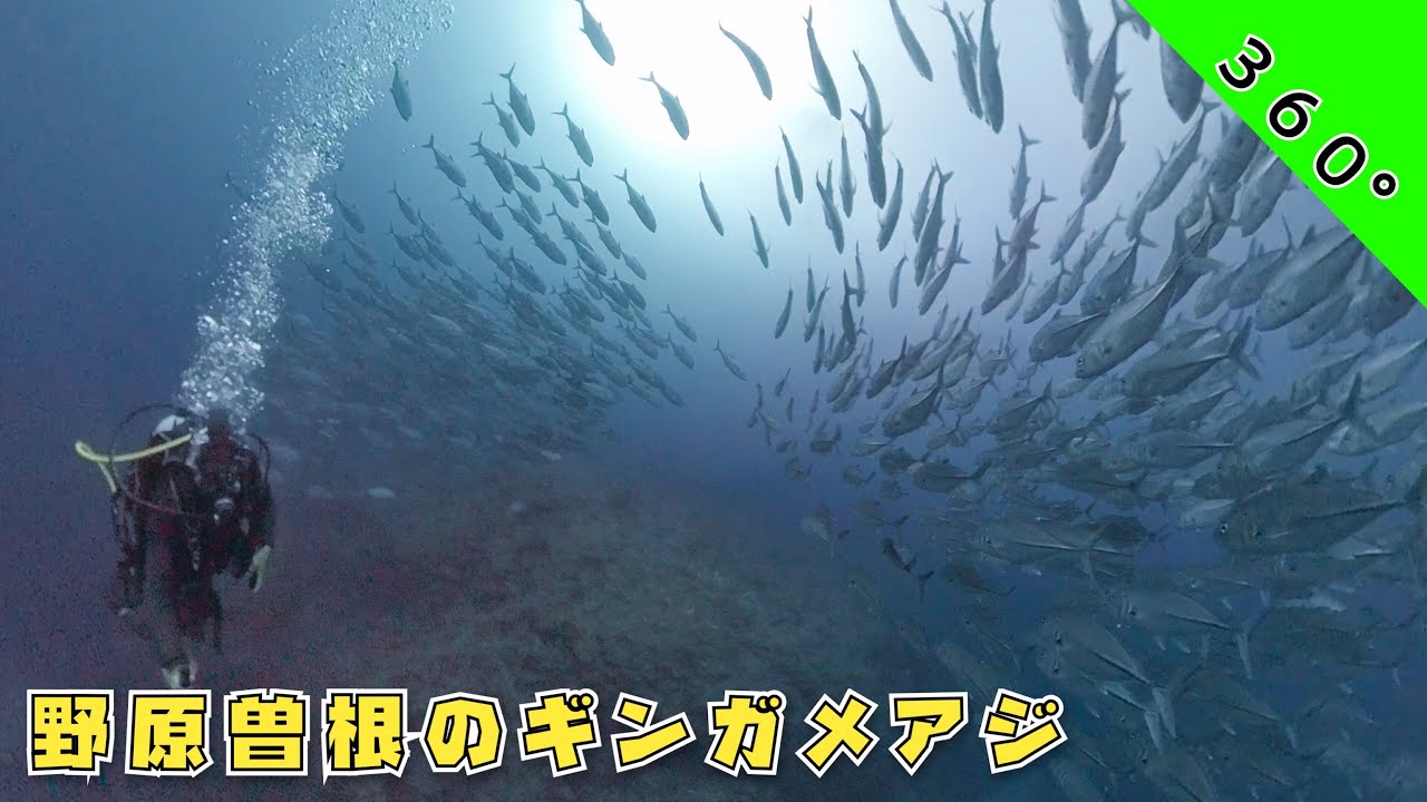 【360°映像】🏝️西表島🐟野原曽根のギンガメアジの群れ🐟