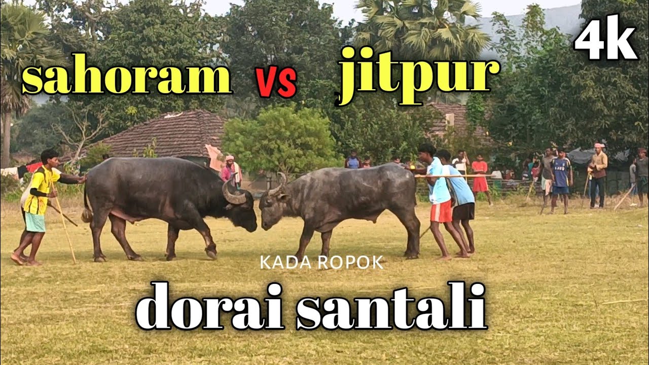 Sahoram 🆚 jitpur at dorai kada ropok 
