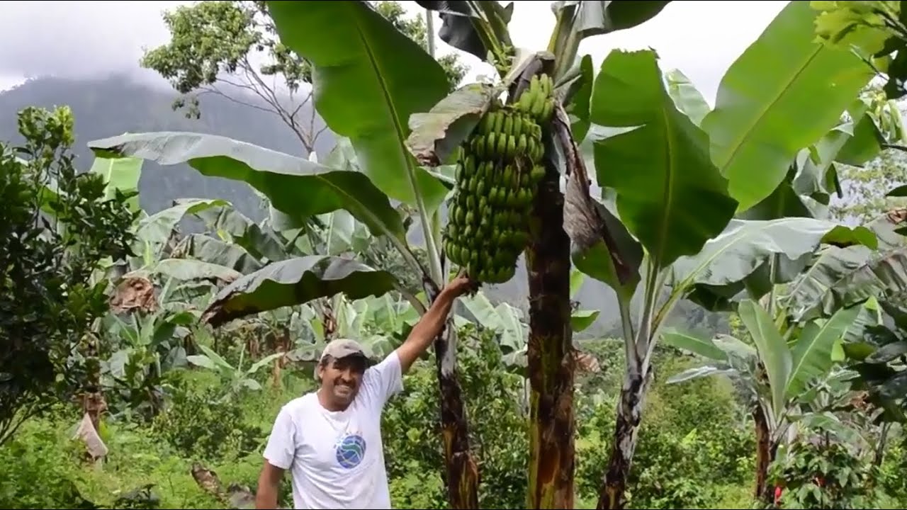 Fighting Panama disease in Costa Rica
