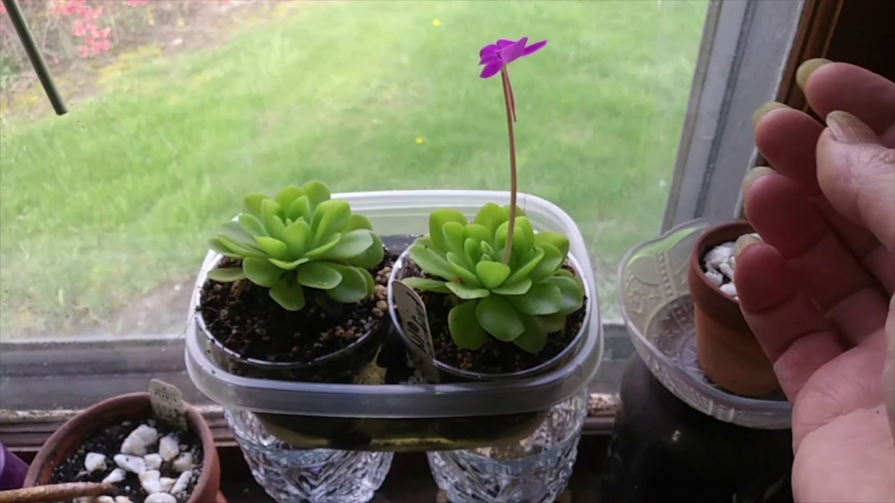 Mars Hydro SP 150 Growlight & Plant Updates