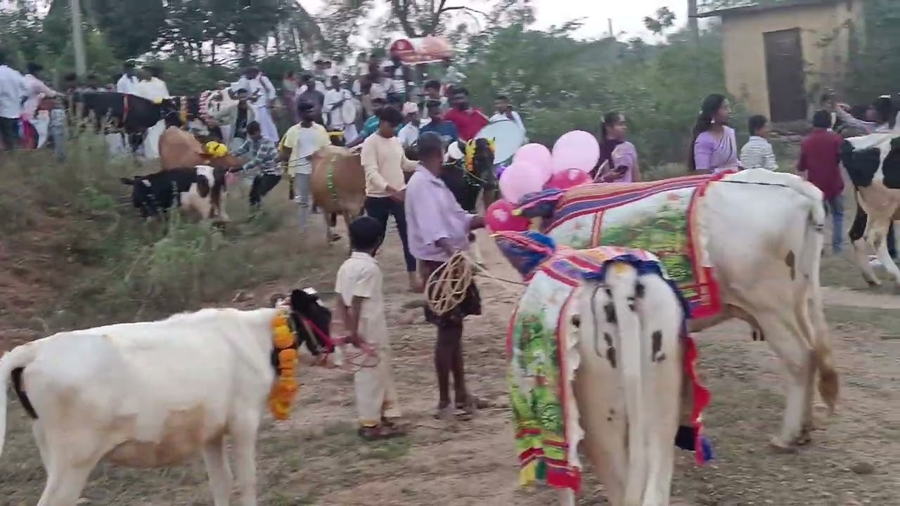 Happy sankranti.Pathamanchu,chinthaprathi, annamaya dist,AP