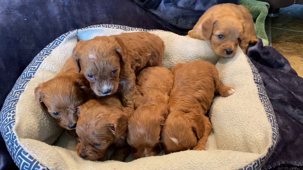 Hattie’s F1 cavapoo puppies