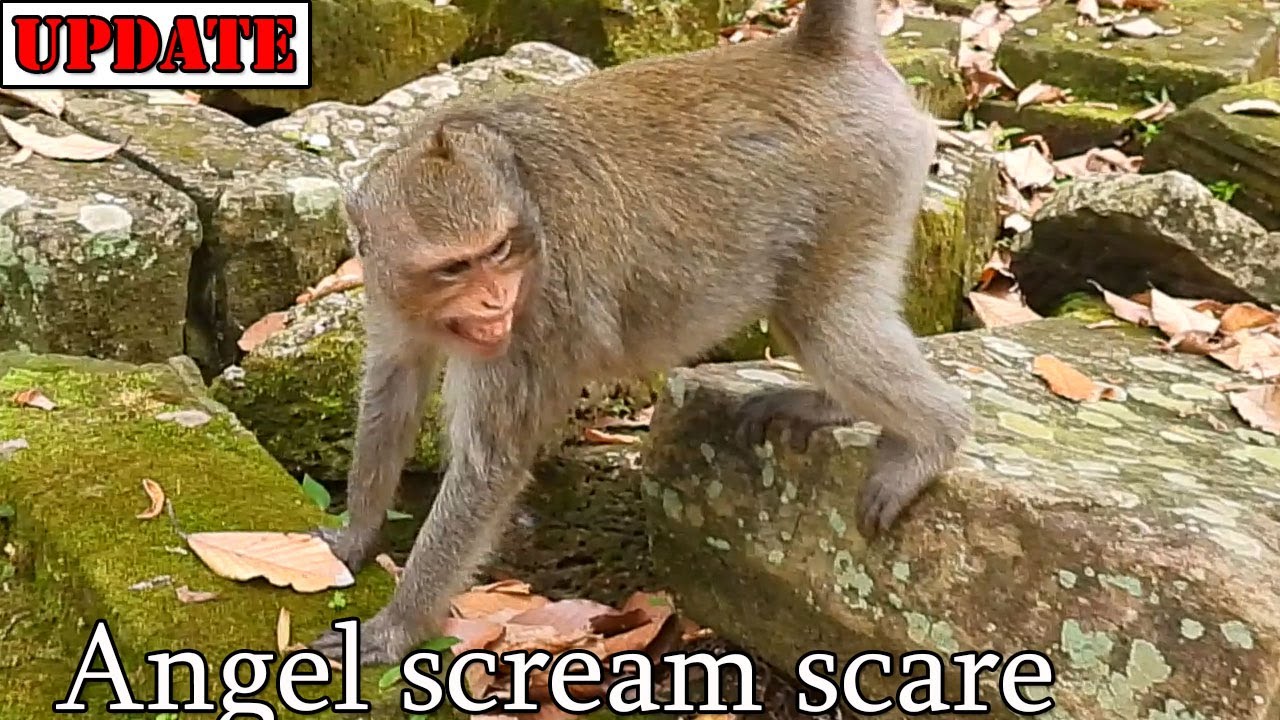 Don't care her baby Ale come back Angel screaming fast run escape by scare big Mak attacking her