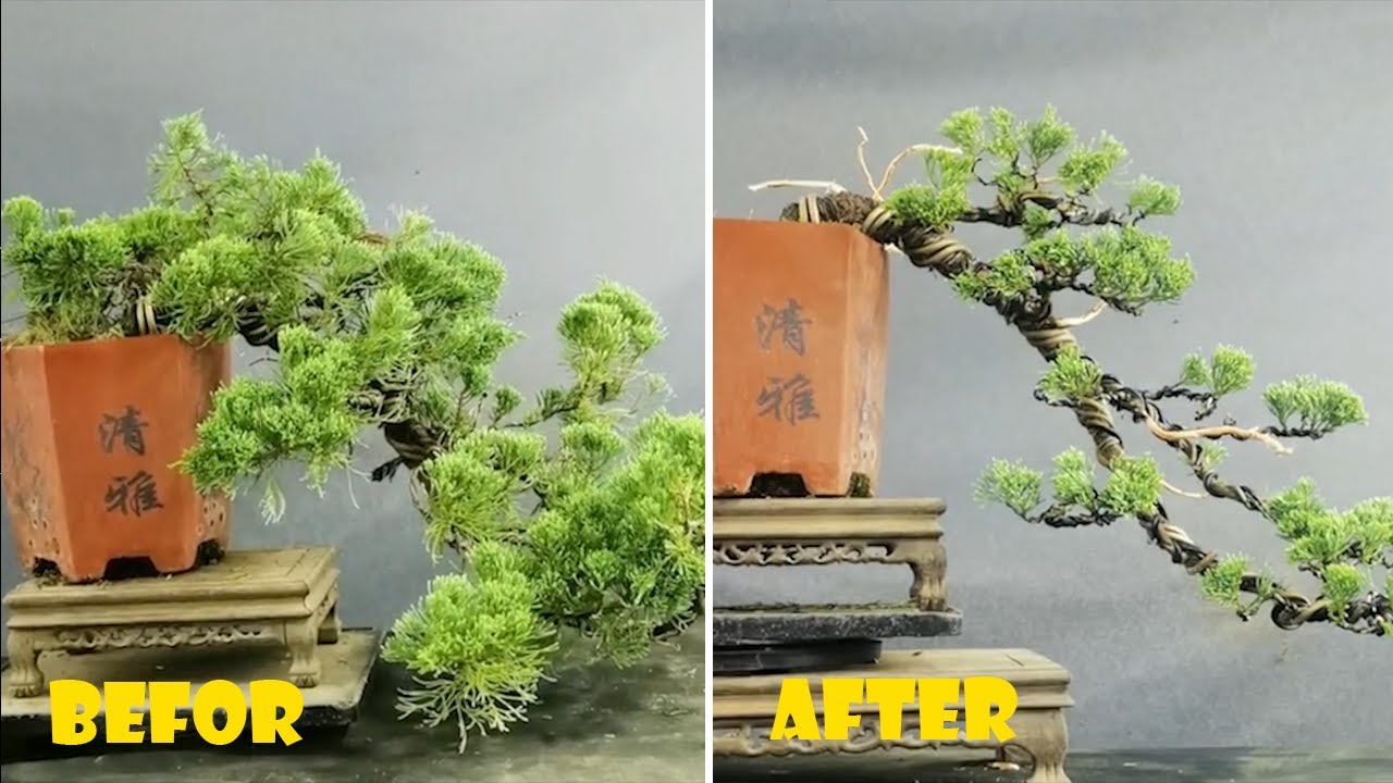 How to bend a bonsai - great bonsai bending skills #221
