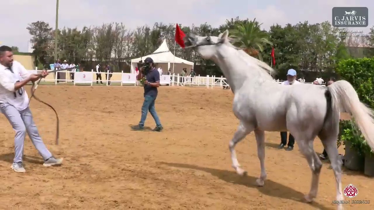 N 186 SULTAN AL ASSIL   Moroccan AH Breeders' Cup 2025   Stallions 7+ Years Old Class 10