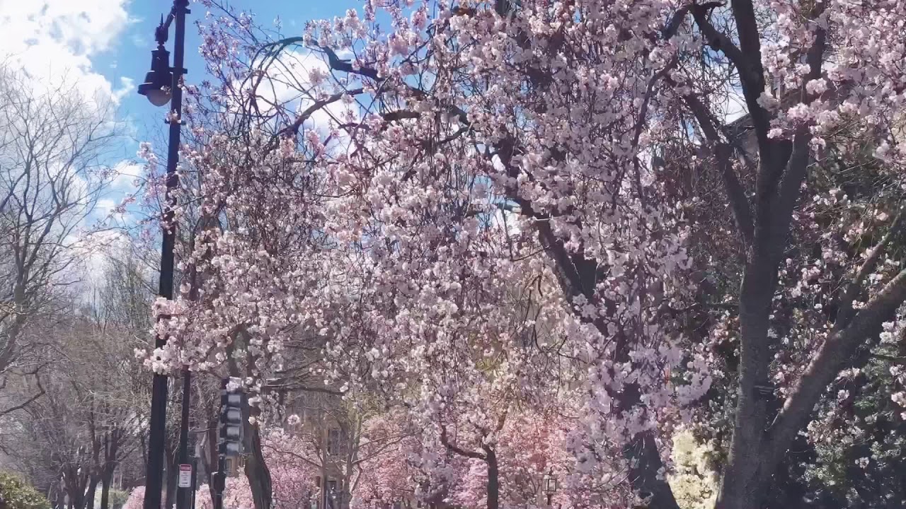 Spring time Boston - Sad Angel