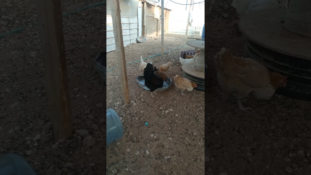 الرز للدجاج ابراء للذمة