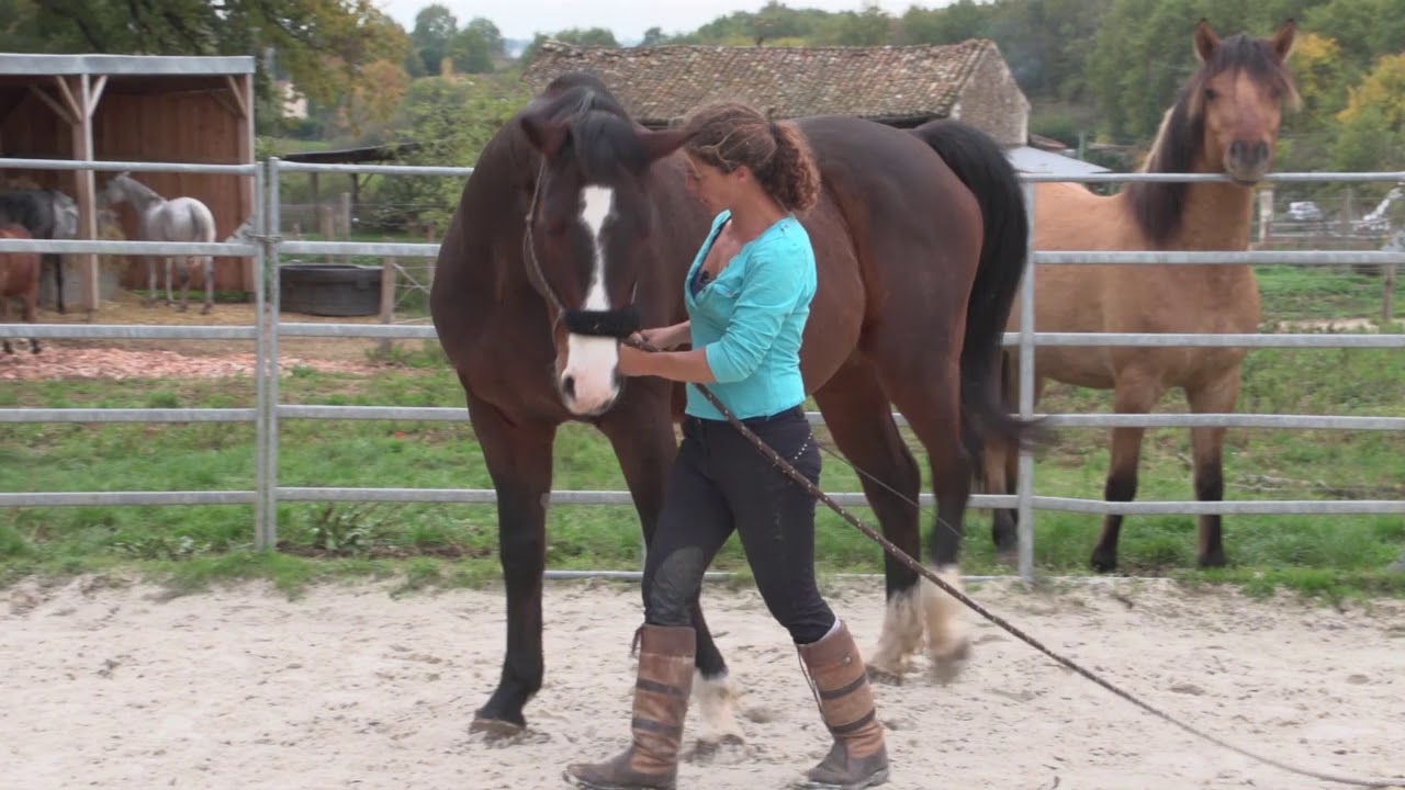 Assouplissement du cheval en éthologie