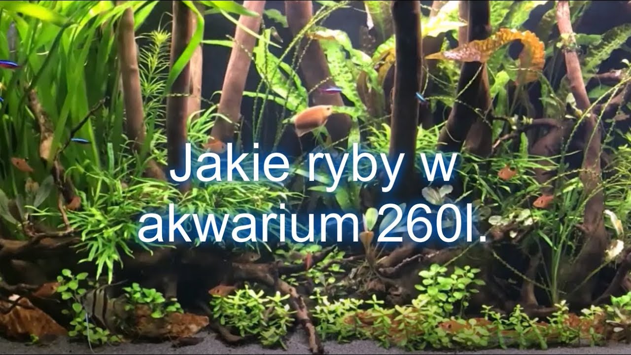 #akwarium Jakie ryby w akwarium 260l?