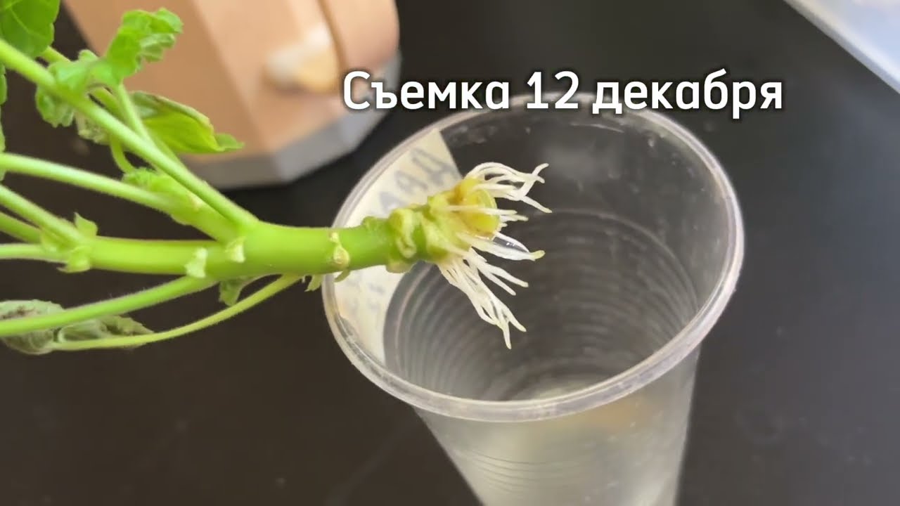 УКОРЕНЕНИЕ ПЕЛАРГОНИИ В ВОДЕ. ЧАСТЬ 2 - КАКОЙ РАСТВОР И СКОЛЬКО ВОДЫ, РЕЗУЛЬТАТЫ ПО МНОГИМ СОРТАМ!