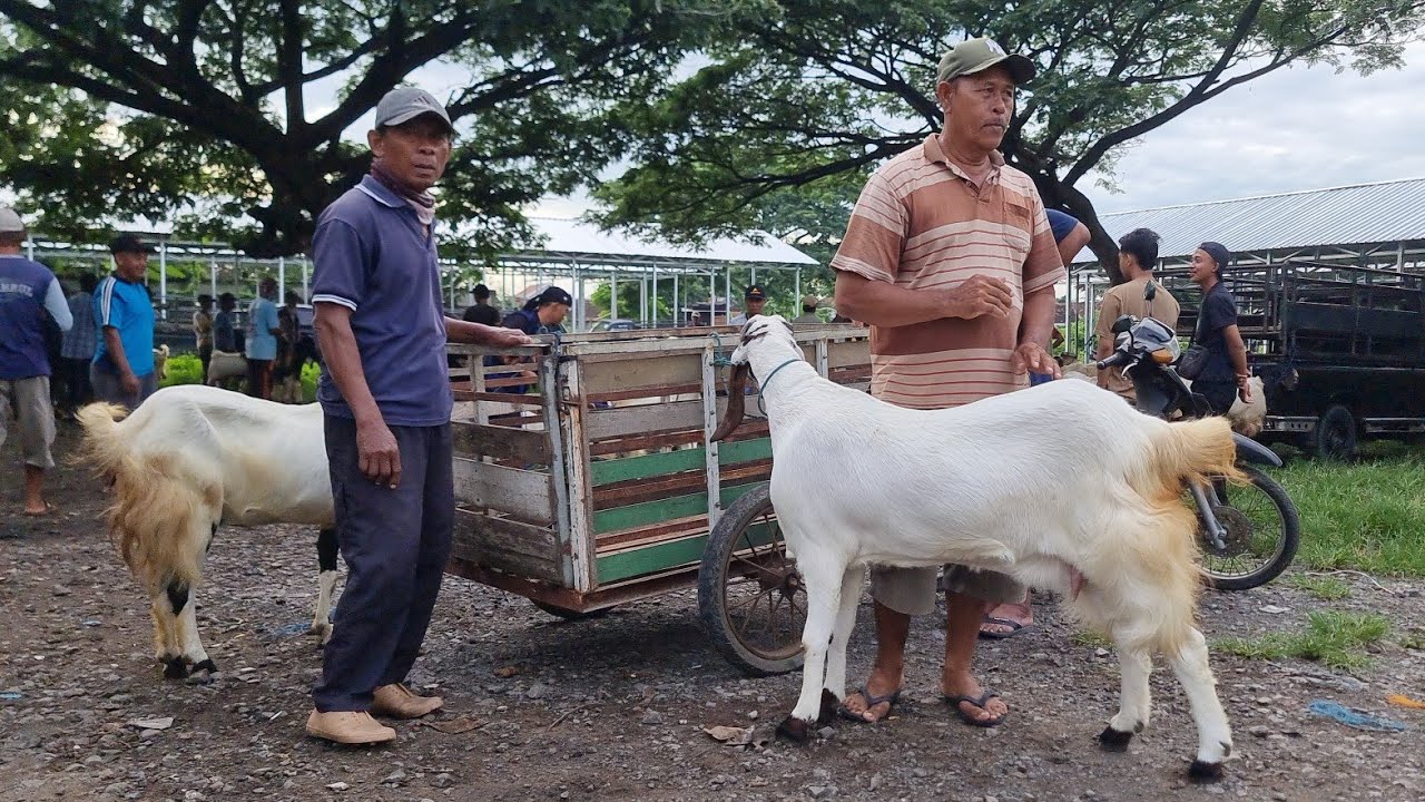 2.7JT UPDATE HARGA KAMBING BETINA JUMBO! Pasar Sumberjo Rembang | Minggu 4 Januari 2026