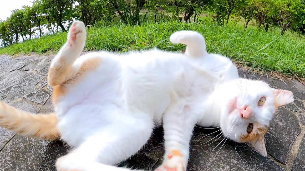 Кошачий парк впервые за долгое время, кот, которого гладят в павильоне, слишком милый