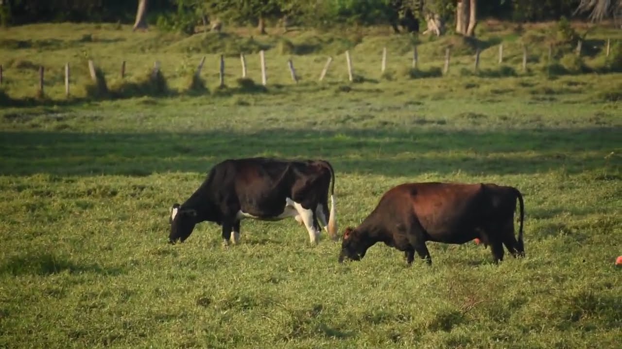 como llegar a Tame Arauca !  -  es peligrosa la vía ?